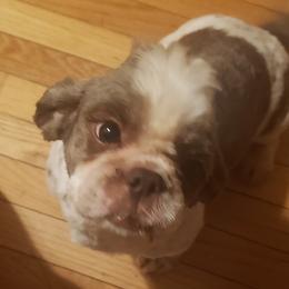 Shih Tzus from Michelle Gayden's Shih Tzu Puppies
