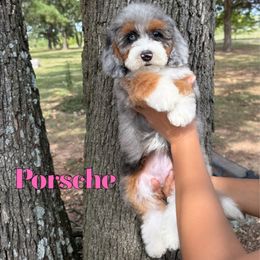 Porsche - Blue merle female Bernedoodle puppy in Mount Vernon, Missouri from PoodlelyDoodlely