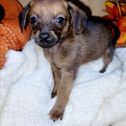 Earl - Red male Companion Cross puppy in Garvin, Oklahoma from Hochatown Awesome Aussies