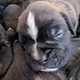 Curtis - Brindle male Boxer puppy in Springfield, Missouri from ReMa Boxers