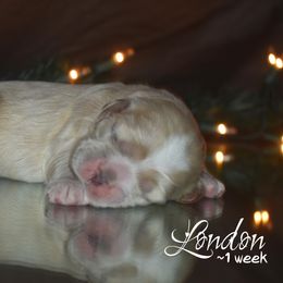 Cockapoo, Cocker Spaniel, and Poodle Puppies from The Cocker Cingdom