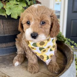 Rey - Pink - Red female Cavapoo puppy in South Jordan, Utah from Simply Sweet Paws. LLC