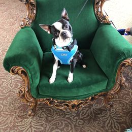 Milo - Boston Terrier