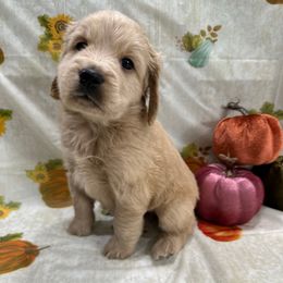 Poppy - Cream female Goldendoodle puppy in Salem, Oregon from Capital Doodles
