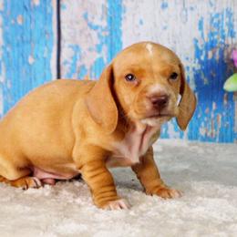 AKC Hunter - Red male Dachshund puppy in Christiansburg, Virginia from Little Legs Luxury Dachshunds LLC