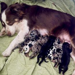 Aussiedoodle puppies from DLT MiniAussie