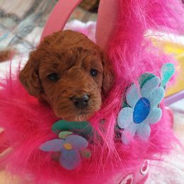 Goldendoodles from Dubey Doodles (AnC Oodles of Doodles)