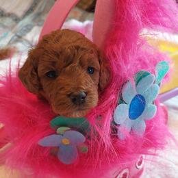Goldendoodles from Dubey Doodles (AnC Oodles of Doodles)