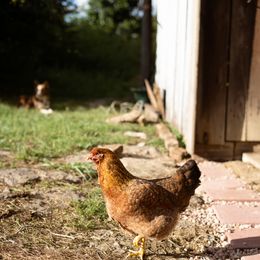 Border Collie Puppies from Cullins Collies