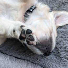 Golden Retriever Puppies from Cruz'n Golden Retrievers