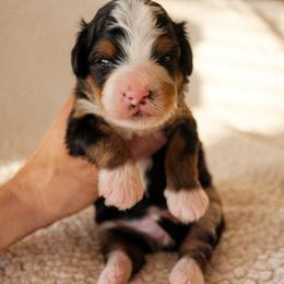 Girl 2 - female Bernedoodle puppy in Gilbert, Arizona from 5280 Bernedoodles