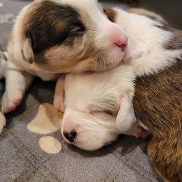 Cardigan Welsh Corgi Puppies from Star N Cardigan Corgis