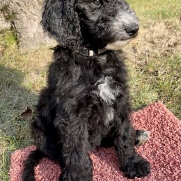 Girl 5 - Black Goldendoodle puppy in Indian River, Michigan from Sturgeon River Doodles