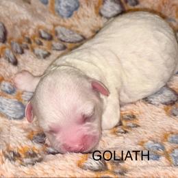 Goliath - White and buff male Bichon Frise puppy in Lavon, Texas from Sissy’s Heavenly Paws