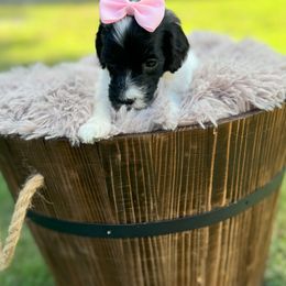 Bernedoodle and Goldendoodle Puppies from Cozy Creek Doodles