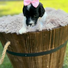 Bernedoodle and Goldendoodle Puppies from Cozy Creek Doodles
