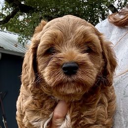 Betterboy - Red male Australian Labradoodle puppy in Manchaca, Texas from Heartrock Labradoodles