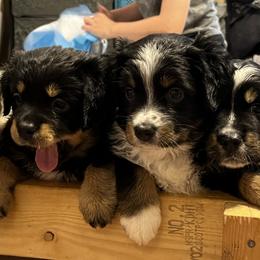Miniature Australian Shepherd puppies from Cartecay Mountain Aussies
