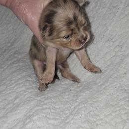 Pammie - Chocolate merle female Pomeranian puppy in Angleton, Texas from Pomeranian Palace, LLC