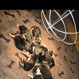 Girl 2 - Black and tan female Pembroke Welsh Corgi puppy in Necedah, Wisconsin from The 6Ks Paws and Hobbies