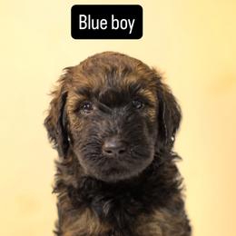 Blue boy - Sable male Goldendoodle puppy in Houston, Texas from Bay Area Doodles