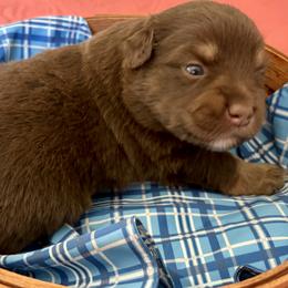 Dasher - Red tri male Miniature Australian Shepherd puppy in Port Saint Lucie, Florida from Charlene Brannon's Mini Australian Shepherds