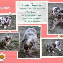 Daphne - Red merle female Australian Shepherd puppy in Asheboro, North Carolina from Stellar Aussies