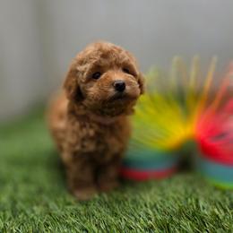 Cherry - Red female Maltipoo puppy in San Diego, California from Maltipoos SD
