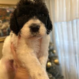 Benny - Parti male Poodle puppy in Mobile, Alabama from Semmy’s Standard Poodle LLC