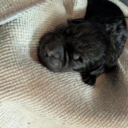 Cherry Bomb - female Patterdale Terrier puppy in Yucaipa, California from Moormont Kennels