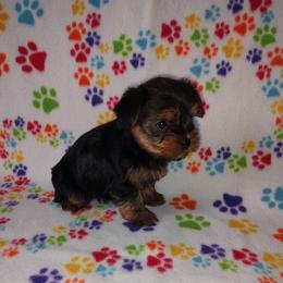 Mia - Black and tan female Yorkshire Terrier puppy in Lapeer, Michigan from Puppy Kisses