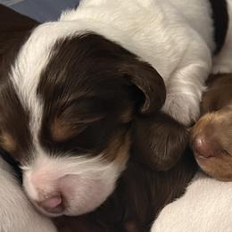 Dachshunds from Willow’s Legacy