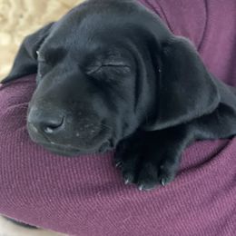Labrador Retriever Puppies from Fuller Paws of Texas