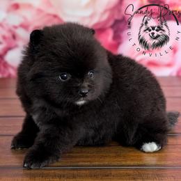 Storm - Black female Pomeranian puppy in Fultonville, New York from Sandy Aussies & Pomeranians