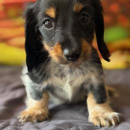 Zuri - Piebald female Dachshund puppy in Pflugerville, Texas from Dream A Dream Dachshunds
