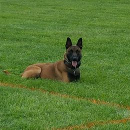 Kratos - Belgian Malinois