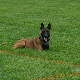 Kratos - Belgian Malinois