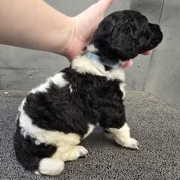 Light Blue Collar - Parti male Poodle puppy in Patterson, California from Paterson Poodles