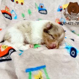 Boy 4 - Chocolate merle male Pomeranian puppy in Eagle Pass, Texas from Texas Tumbleweed Poms