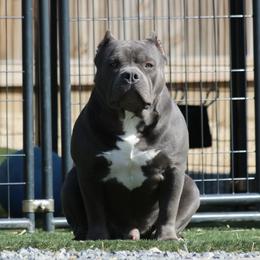 Beanz - American Bully