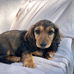 Dachshund Puppies from Breezy Florida Dachshunds