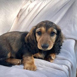 Dachshund Puppies from Breezy Florida Dachshunds