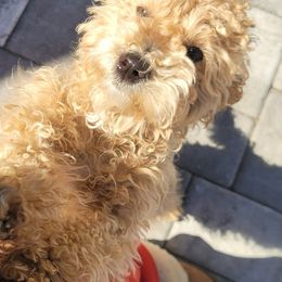Goldie - Maltipoo