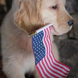Golden Retriever Puppies from DoubleTake Goldens