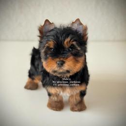 Male 1 - Black and tan male Yorkshire Terrier puppy in Madera, California from Precious Yorkies