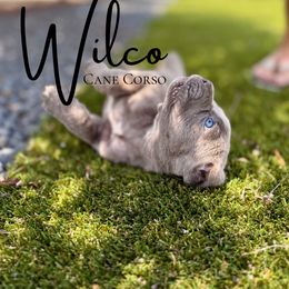 Blue moon - Gray brindle male Cane Corso puppy in Florence, Texas from Wilco Cane Corso