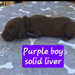 Purple boy - Liver male German Shorthaired Pointer puppy in Dahlonega, Georgia from Pointer Mountain Bird Dogs