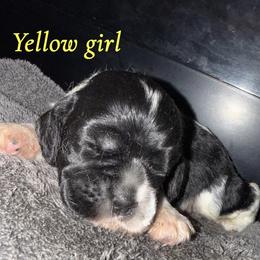 Girl 2 , yellow collar - Black white and tan female Cocker Spaniel puppy in Boca Raton, Florida from Gold-Coast Cockers