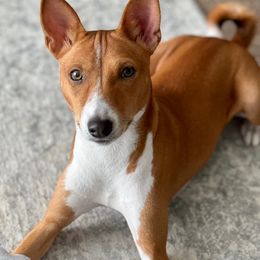 Basenji All Grown Up from Coachella Valley Basenjis