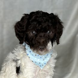Orange Collar Boy - Parti male Poodle puppy in Colorado Springs, Colorado from Pikes Peak Doodles
